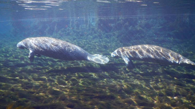 Manatee Springs State Park