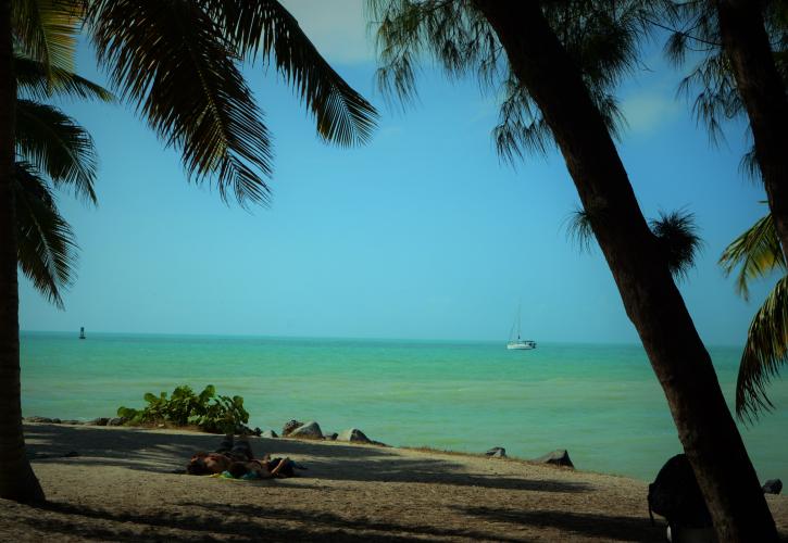 A view of the water through the palm trees.