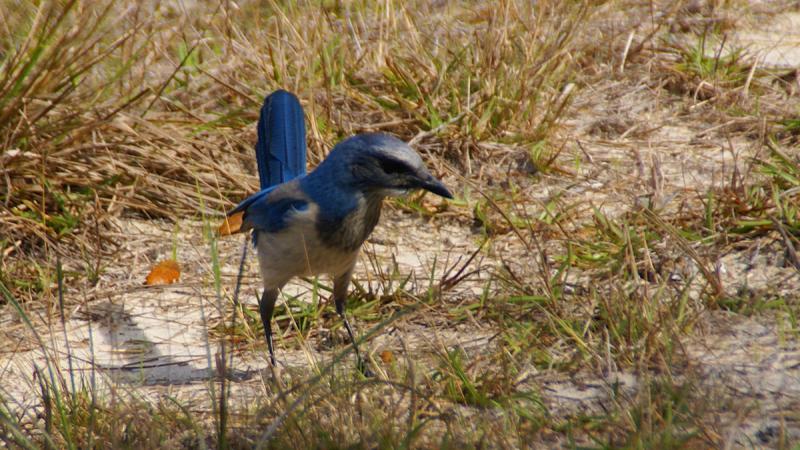 Scrub jay on ground at Cedar Key Scrub State Reserve