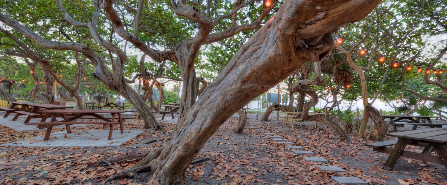 Large tree surrounding picnic tables