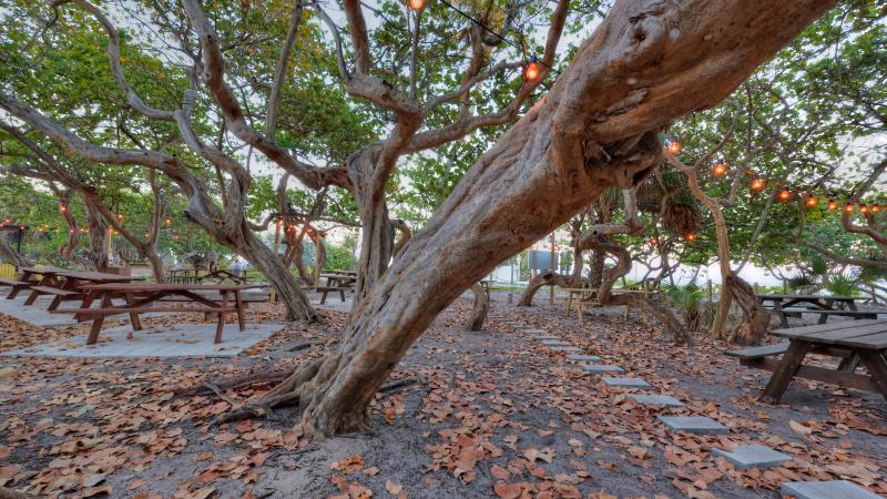 Large tree surrounding picnic tables