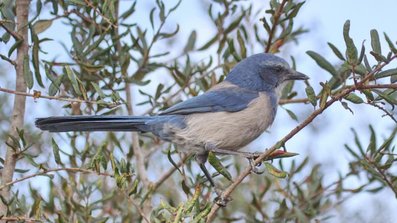 Florida Scrub Jay