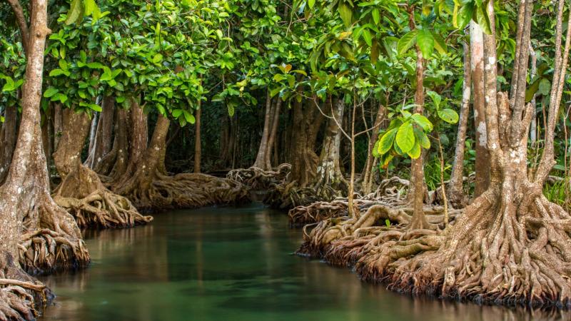 Mangrove Trees