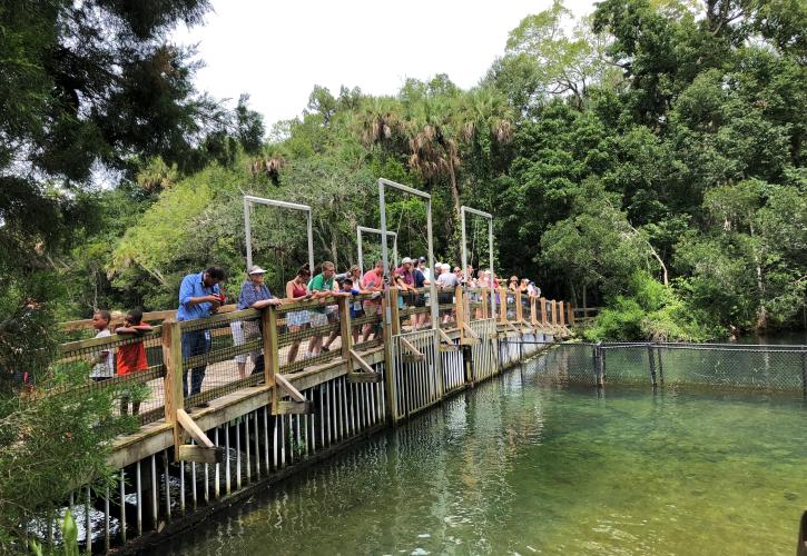 People stand on an observation bridge, looking into the water.